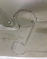 Рышка багажника Lexus RX 3 (09-15)oem 6700548611 (скл-3)